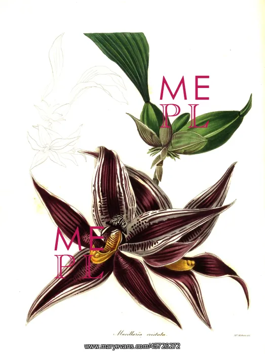 : Paphinia cristata orchid : Paphinia cristata orchid