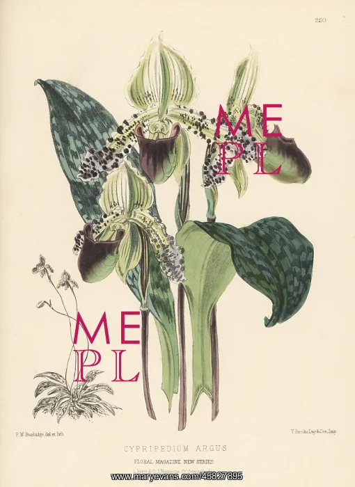 : Paphiopedilum argus orchid : Paphiopedilum argus orchid