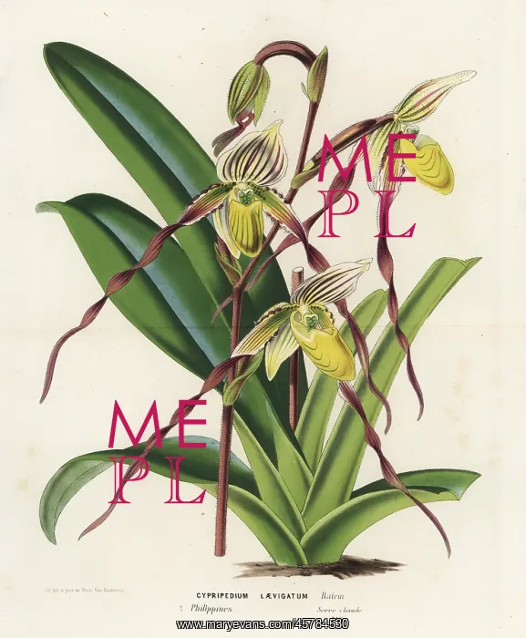 : Paphiopedilum philippinense orchid : Paphiopedilum philippinense orchid