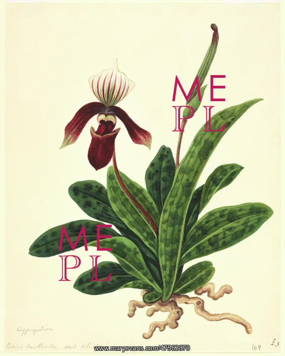 : Paphiopedilum sp : Paphiopedilum sp