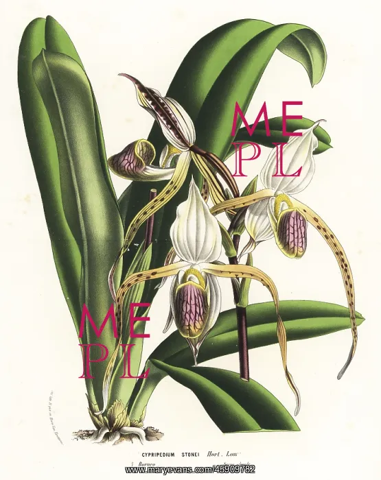 : Paphiopedilum stonei orchid : Paphiopedilum stonei orchid