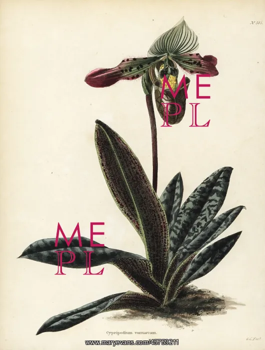 : Paphiopedilum venustum : Paphiopedilum venustum