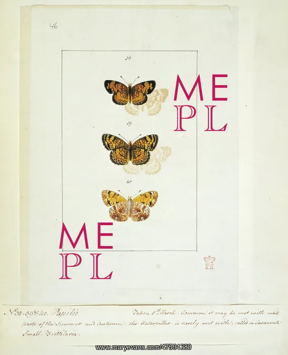 : Papilio, butterflies : Papilio, butterflies