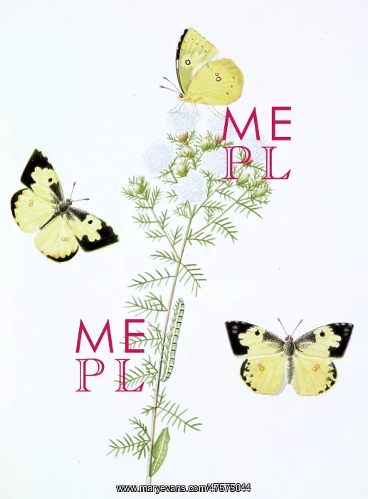 : Papilio, clouded yellow butterfly : Papilio, clouded yellow butterfly