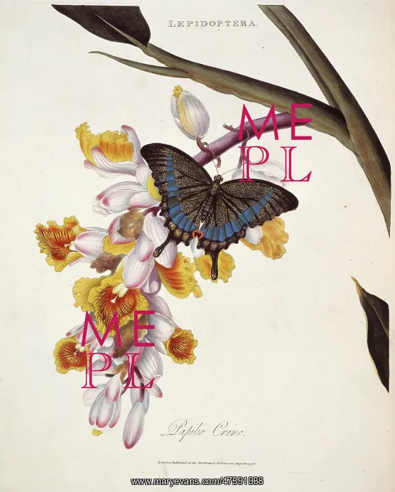 : Papilio crino : Papilio crino