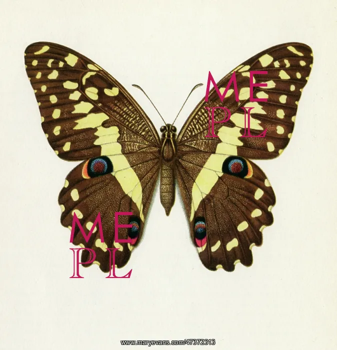  : PAPILIO DEMADOCUS