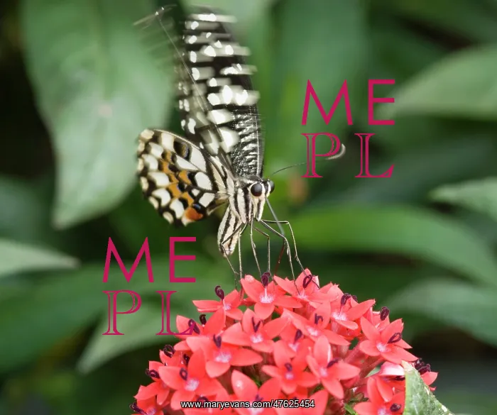 : Papilio demoleus, Lime butterfly : Papilio demoleus, Lime butterfly