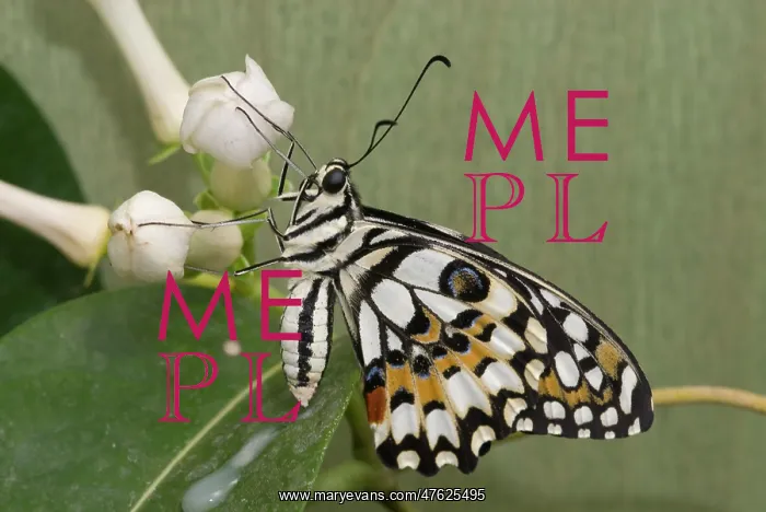 : Papilio demoleus, Lime butterfly : Papilio demoleus, Lime butterfly