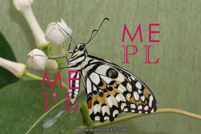 : Papilio demoleus, Lime butterfly : Papilio demoleus, Lime butterfly