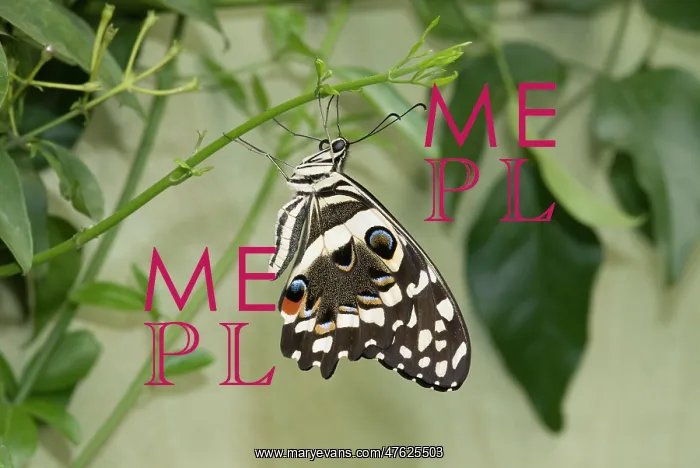 : Papilio demoleus, Lime butterfly : Papilio demoleus, Lime butterfly