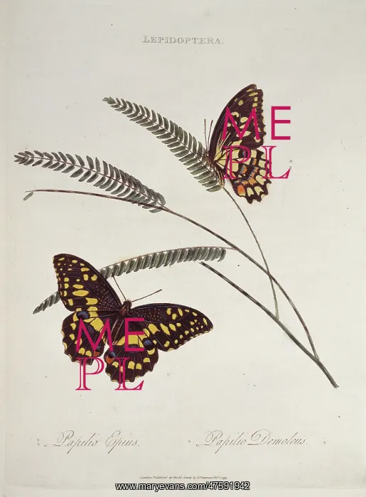 : Papilio epius : Papilio epius