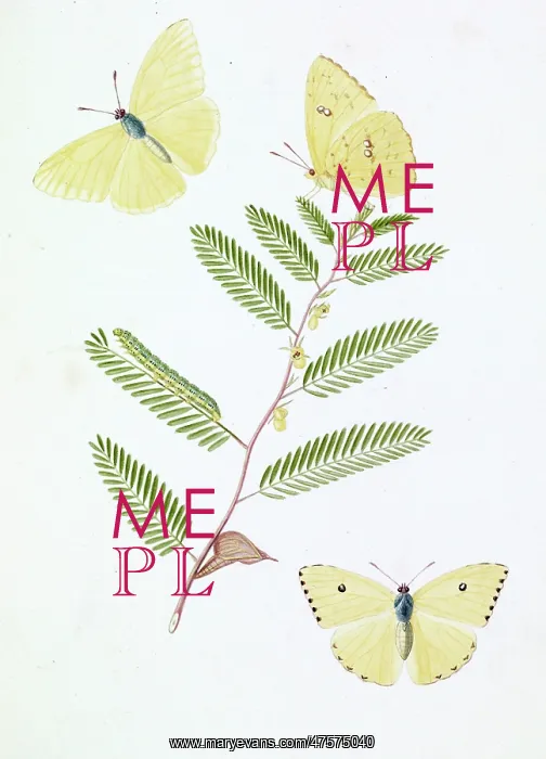 : Papilio eubule, brimstone butterfly : Papilio eubule, brimstone butterfly