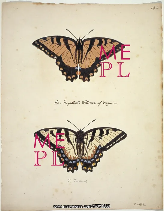 : Papilio glaucus, Eastern tiger swallowtail : Papilio glaucus, Eastern tiger swallowtail