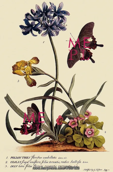 : Papilio Helenus : Papilio Helenus