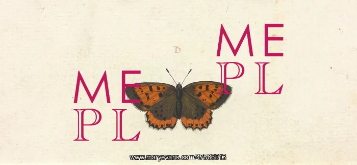: Papilio hyllus : Papilio hyllus