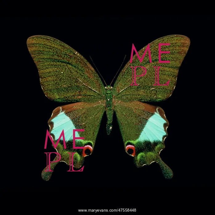 : Papilio kama, swallowtail butterfly : Papilio kama, swallowtail butterfly