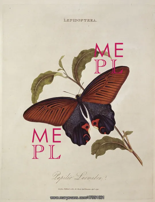 : Papilio laomedon : Papilio laomedon