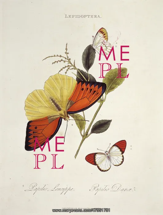 : Papilio leucippe and Papilio danae : Papilio leucippe and Papilio danae