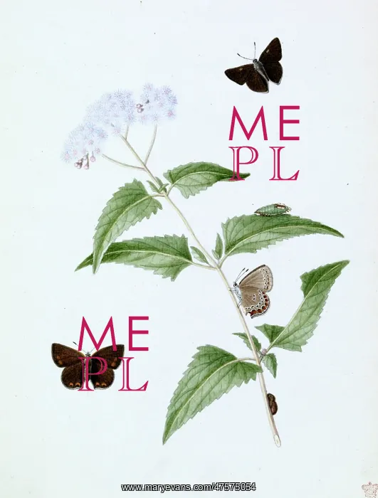 : Papilio, little brown butterfly : Papilio, little brown butterfly