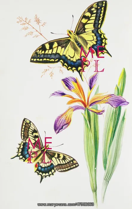 : Papilio machaon, swallowtail : Papilio machaon, swallowtail