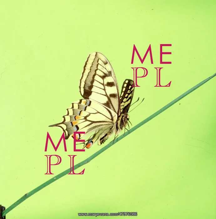 : Papilio machaon, swallowtail butterfly : Papilio machaon, swallowtail butterfly