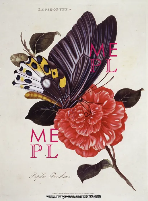 : Papilio panthous, swallowtail : Papilio panthous, swallowtail
