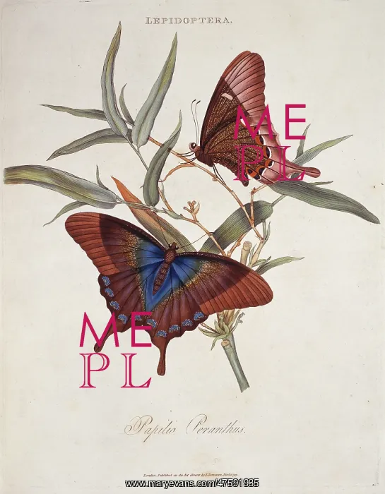 : Papilio peranthus : Papilio peranthus