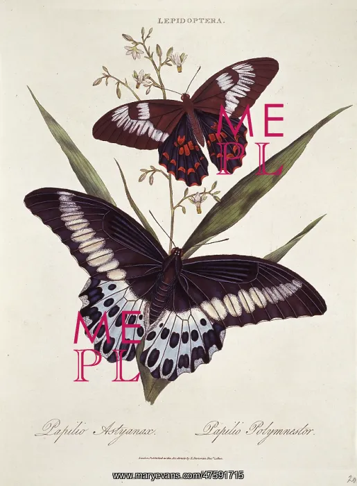 : Papilio polytes & Papilio polymnester : Papilio polytes & Papilio polymnester
