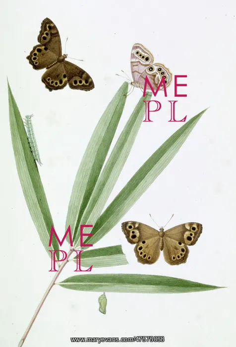 : Papilio, red butterfly : Papilio, red butterfly
