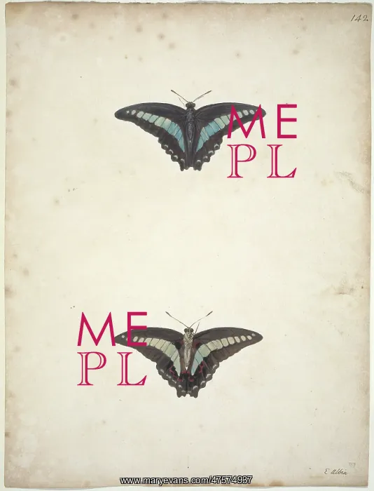 : Papilio sp. banded swallowtail : Papilio sp. banded swallowtail