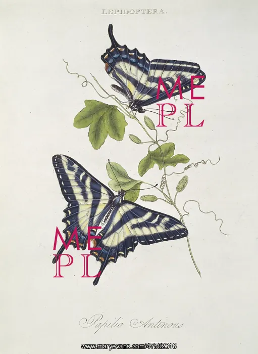 : Papilio sp. butterflies : Papilio sp. butterflies