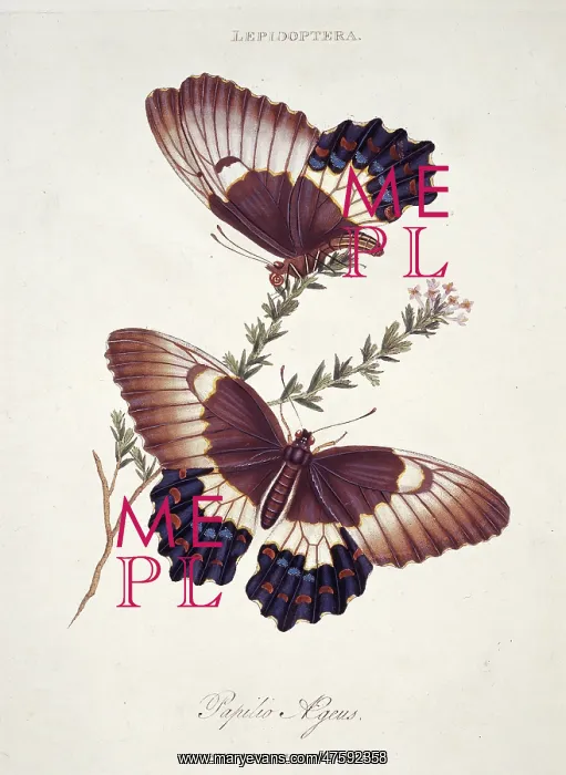 : Papilio sp. butterflies : Papilio sp. butterflies