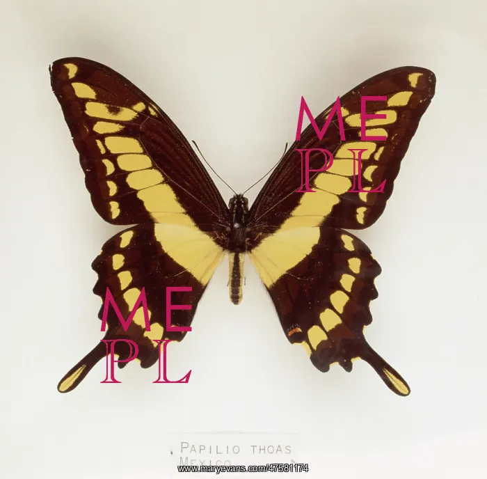 : Papilio thoas, swallowtail butterfly : Papilio thoas, swallowtail butterfly