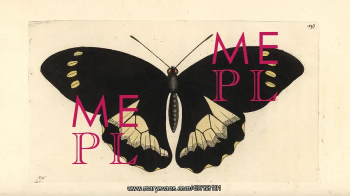 : Papilio tydeus : Papilio tydeus