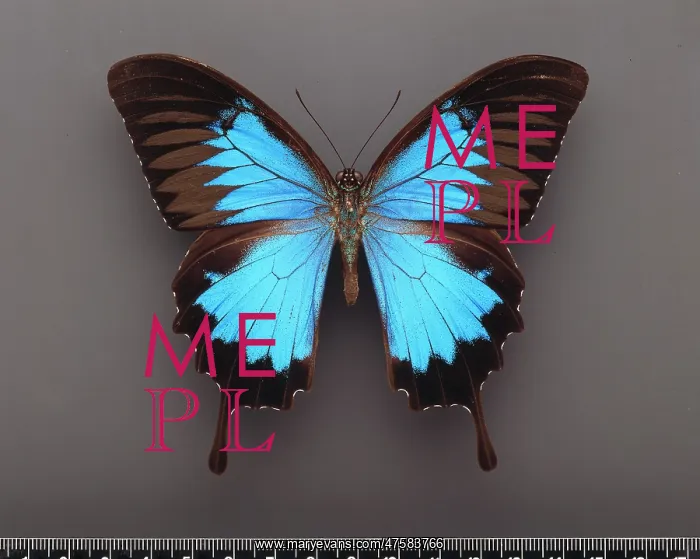 : Papilio ulysses, ulysses butterfly : Papilio ulysses, ulysses butterfly