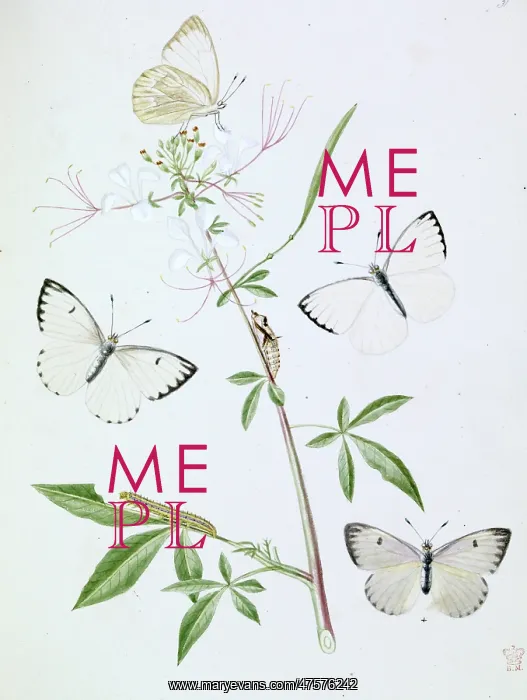 : Papilio, white butterfly : Papilio, white butterfly