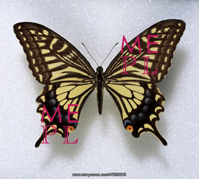 : Papilio xuthus, swallowtail butterfly : Papilio xuthus, swallowtail butterfly