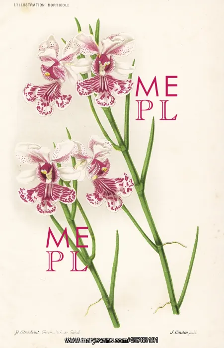 : Papilionanthe hookeriana orchid : Papilionanthe hookeriana orchid