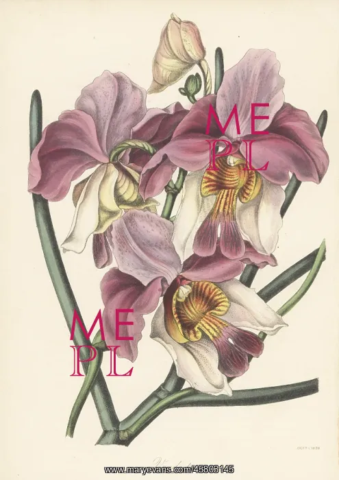 : Papilionanthe teres orchid : Papilionanthe teres orchid