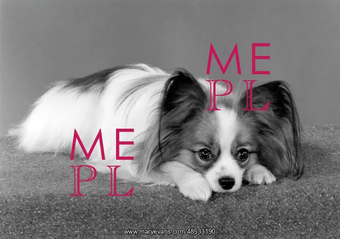  : PAPILLON / 1985