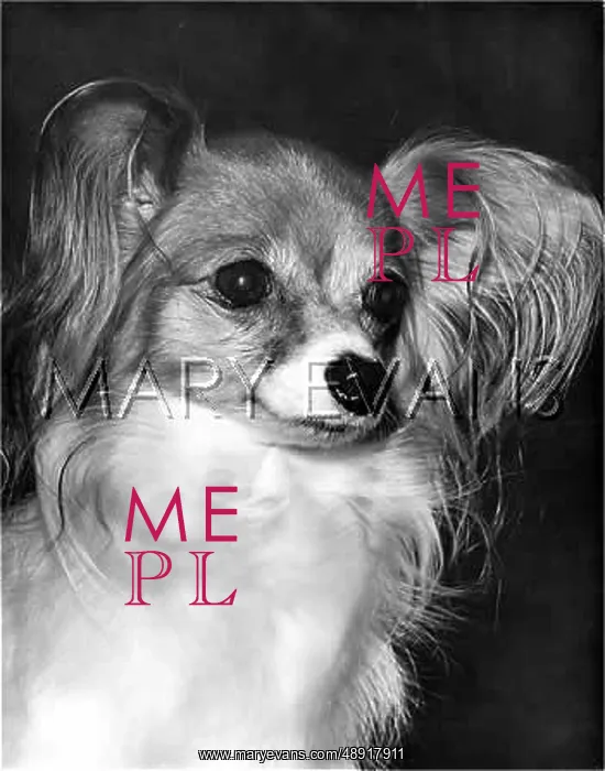  : PAPILLON. An attentive Papillon dog