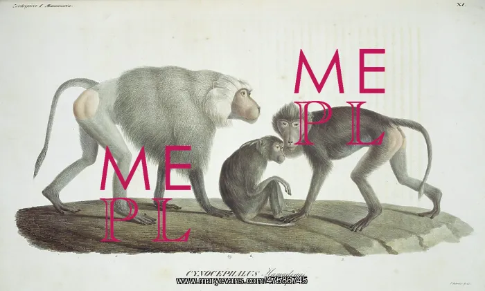 : Papio hamadryas, hamadryas baboon : Papio hamadryas, hamadryas baboon