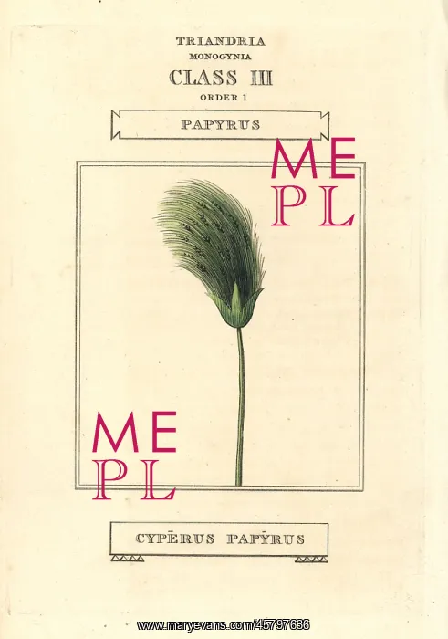 : Papyrus grass, Cyperus papyrus : Papyrus grass, Cyperus papyrus