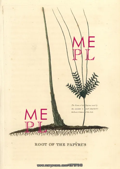 : Papyrus grass root, Cyperus papyrus : Papyrus grass root, Cyperus papyrus