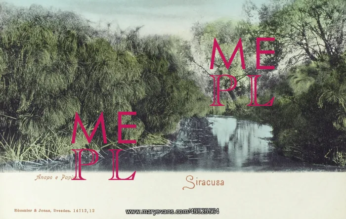 : Papyrus Plants on the River Anapo : Papyrus Plants on the River Anapo
