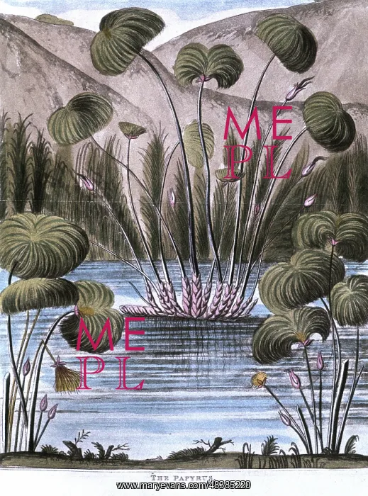 : Papyrus reed (Cyperus papyrus): Stem of the reed : Papyrus reed (Cyperus papyrus): Stem of the reed