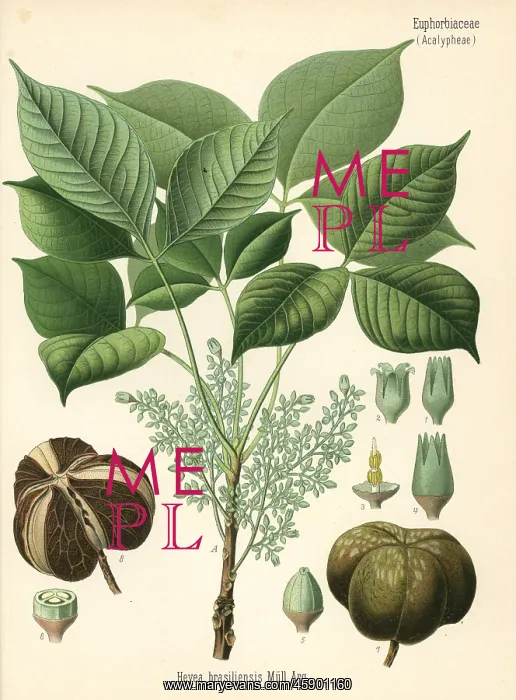 : Para rubber tree or sharinga tree, Hevea brasiliensis : Para rubber tree or sharinga tree, Hevea brasiliensis