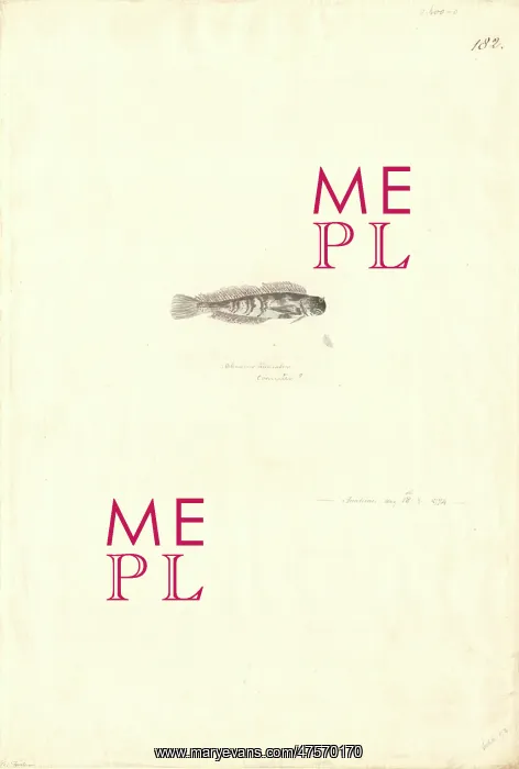: Parablennius cornutus : Parablennius cornutus