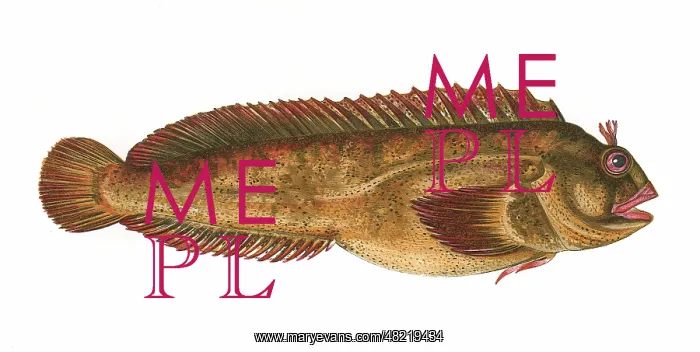 : Parablennius gattorugine, or Tompot Blenny : Parablennius gattorugine, or Tompot Blenny