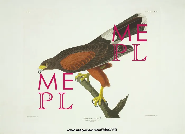 : Parabuteo unicinctus, Harris hawk : Parabuteo unicinctus, Harris hawk
